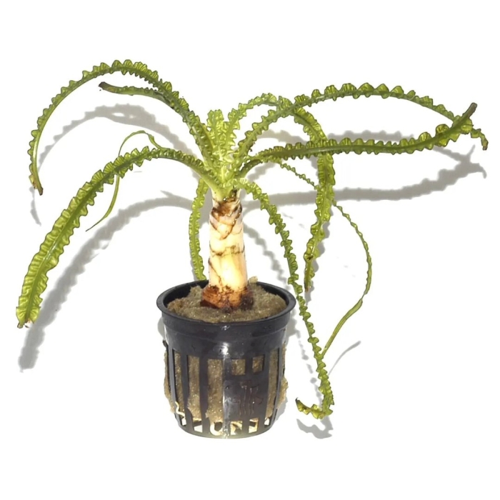 Кринума каламистратум