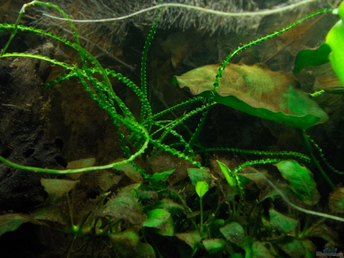 Криптокорина криспатула номинальная