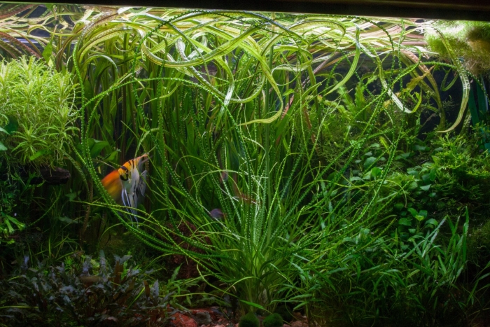 Кринум каламистратум аквариумное растение