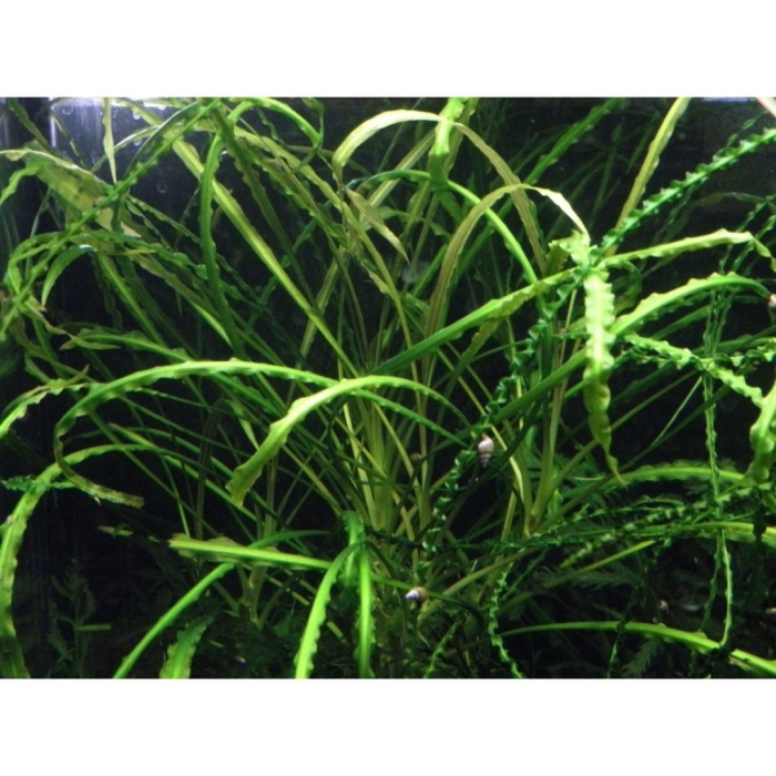 Криптокорина обратноспиральная