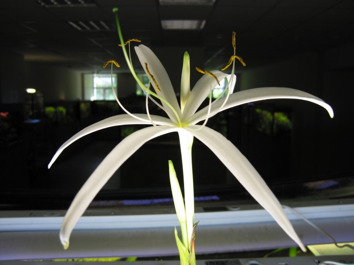 Гименокаллис лилия паук