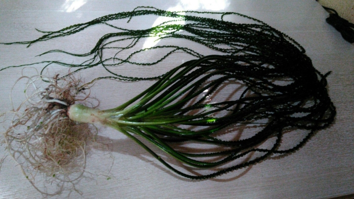 Кринум курчавый