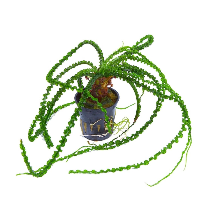 Кринума каламистратум