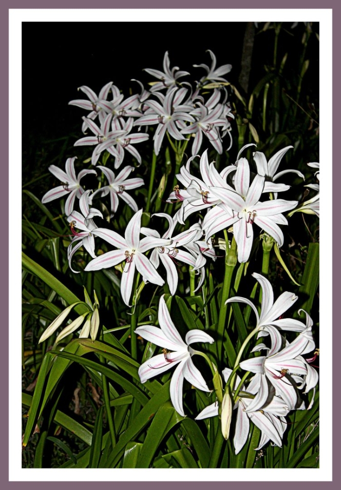 Кринум азиатский