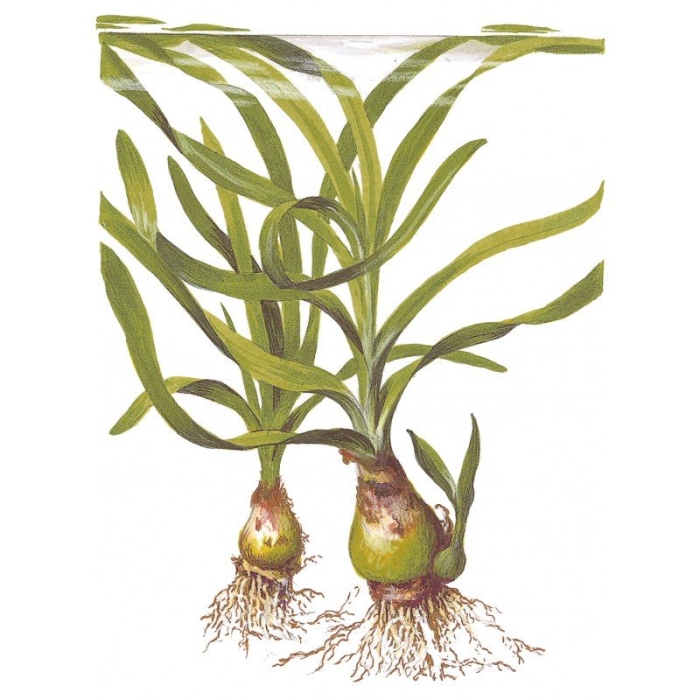 Кринум размножение аквариумное растение