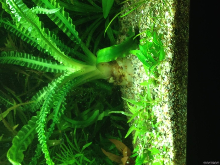 Кринум натанс