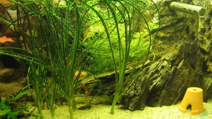 Кринум аквариумное растение