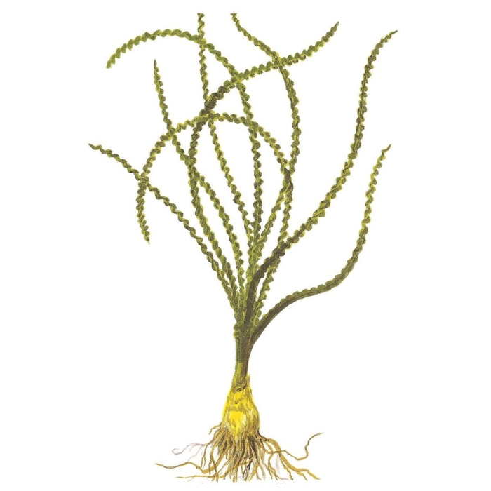 Кринума каламистратум