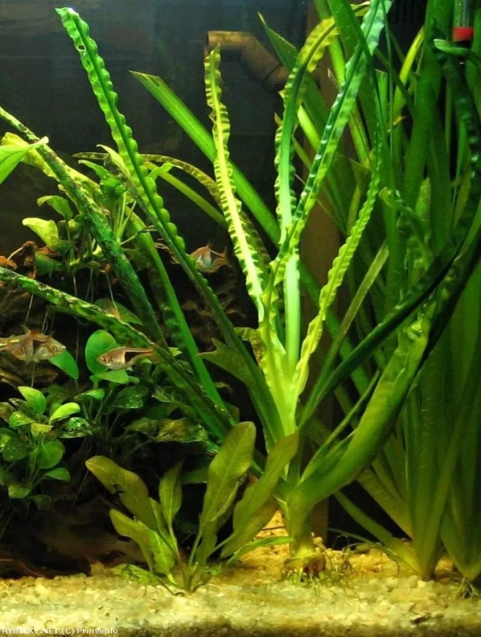 Криптокорина апоногетонолистная