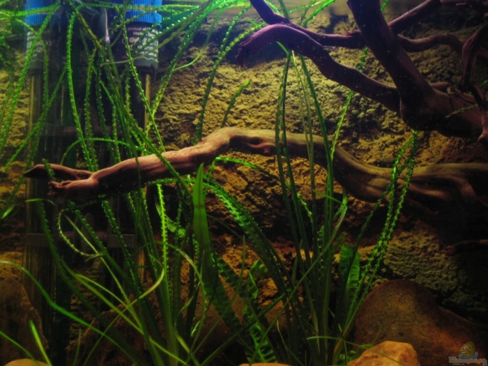 Аквариум биотоп
