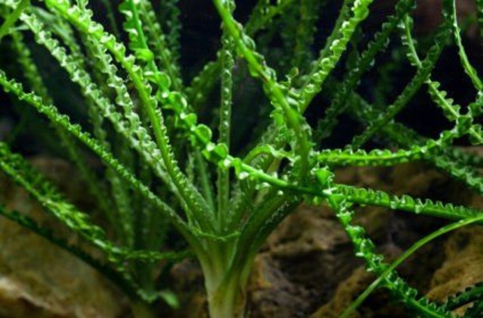 Кринум волнистый каламистратум