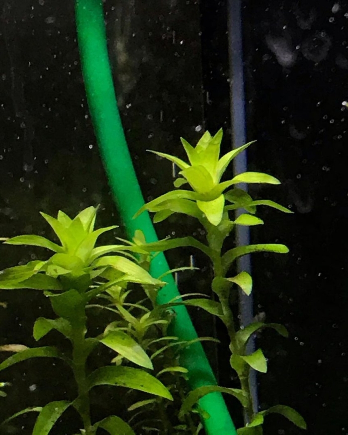 Тонина флюватилис аквариумное растение