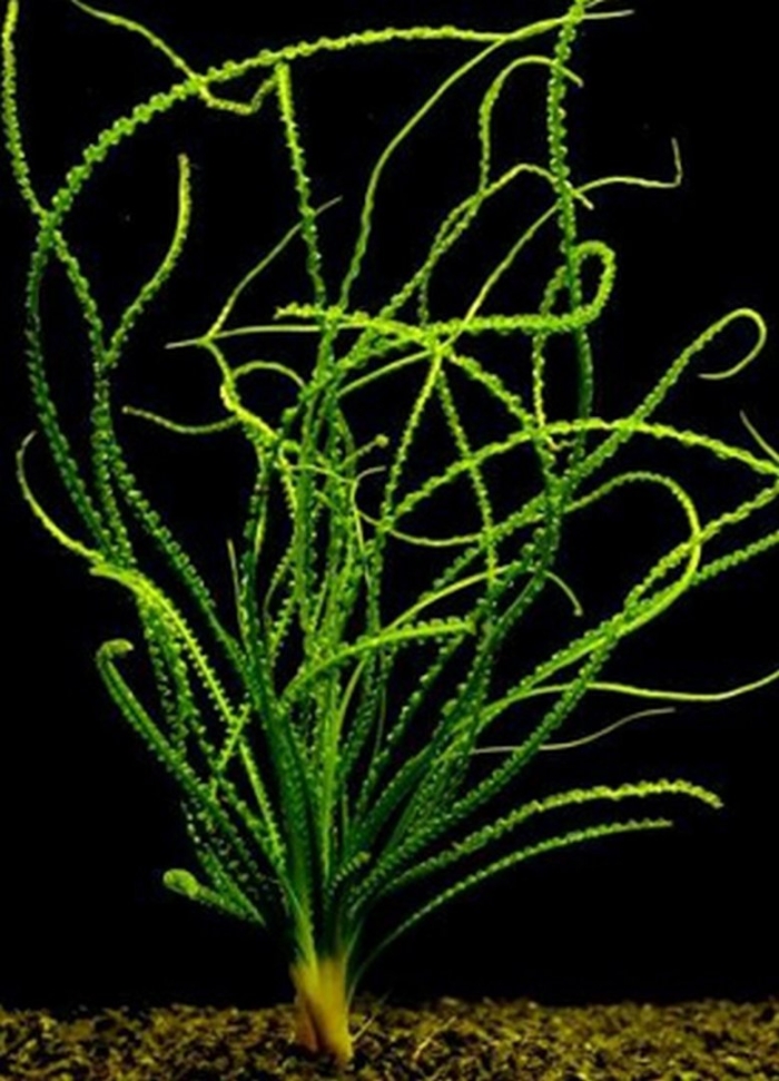 Кринума каламистратум