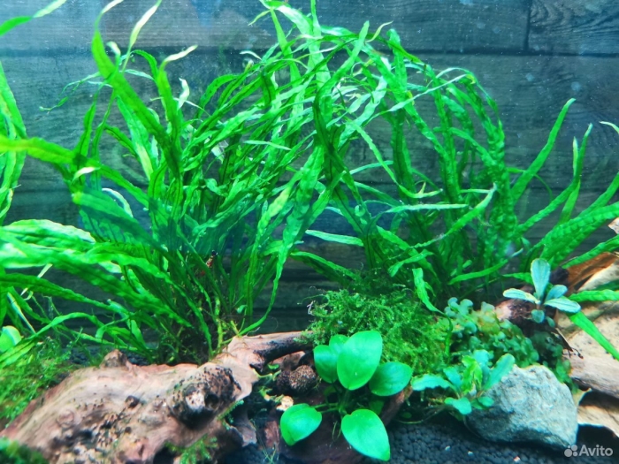 Папоротник таиландский узколистный