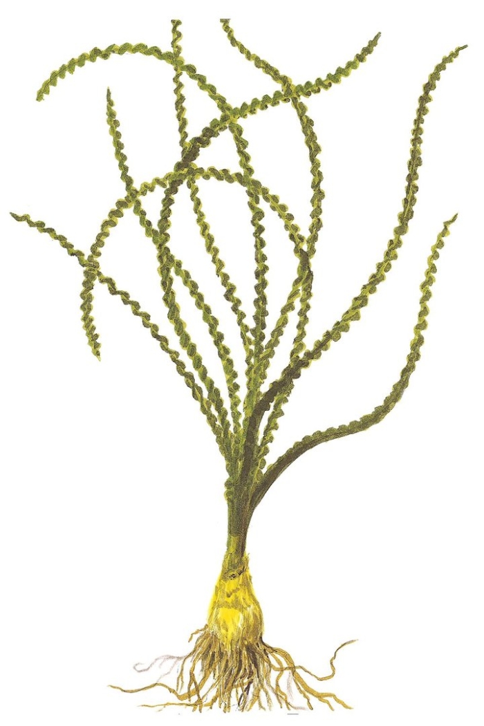 Кринум каламистратум аквариумное растение