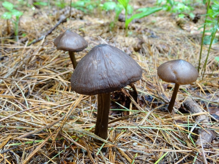 Энтолома весенняя