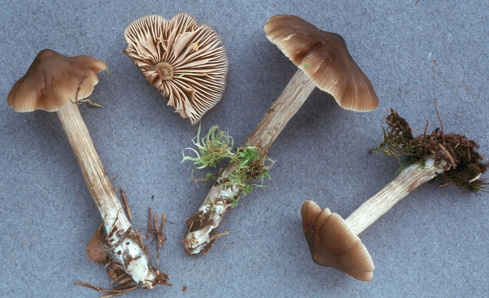 Гриб энтолома оловянная