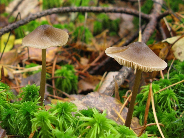 Энтолома садовая гриб