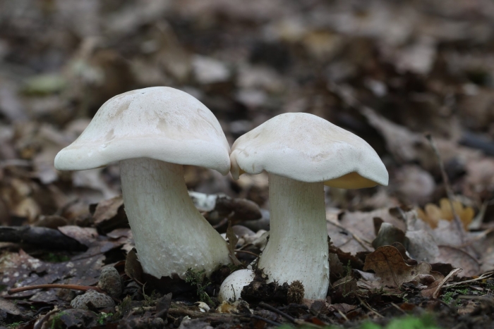 Ядовитые споры грибов