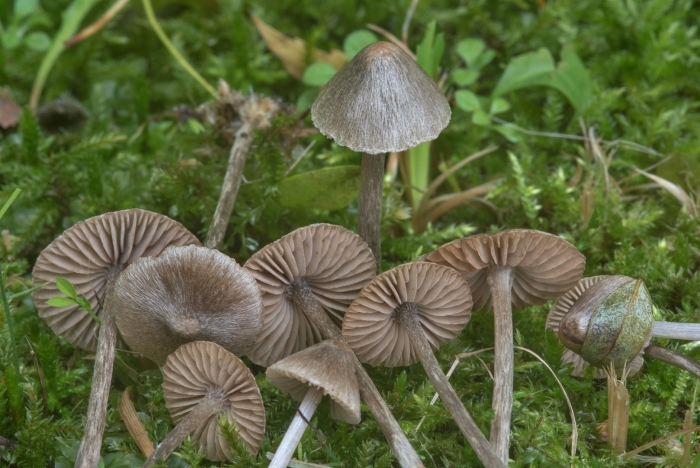 Mycena leptocephala