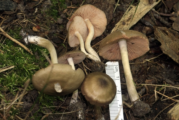 Подабрикосовики (энтолома садовая)