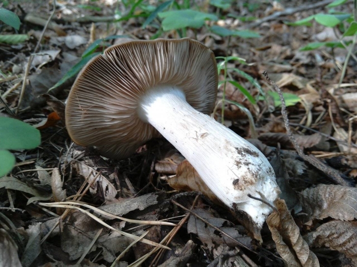Tricholoma virgatum