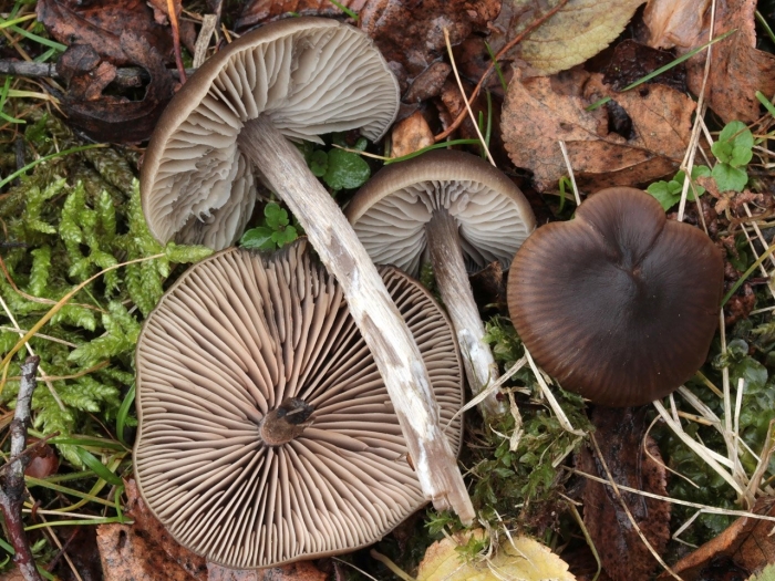 Энтолома шелковистая