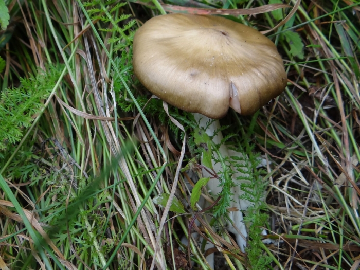 Энтолома седая