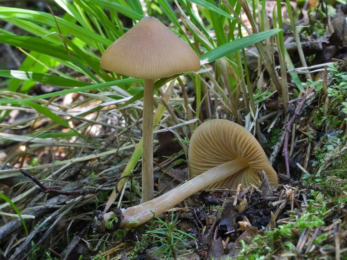 Гриб энтолома ядовитая