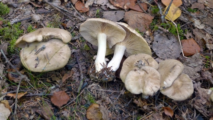 Гриб рядовка