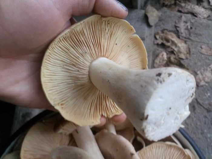 Энтолома оловянная