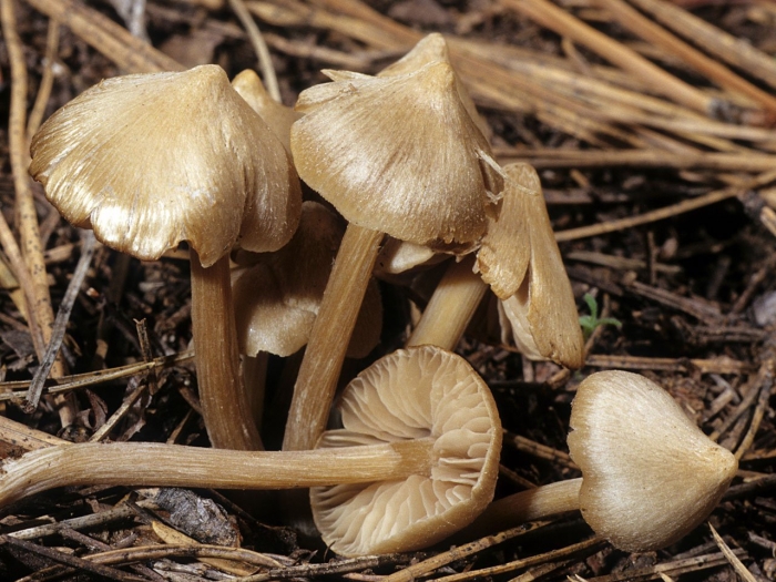 Энтолома щитоносная