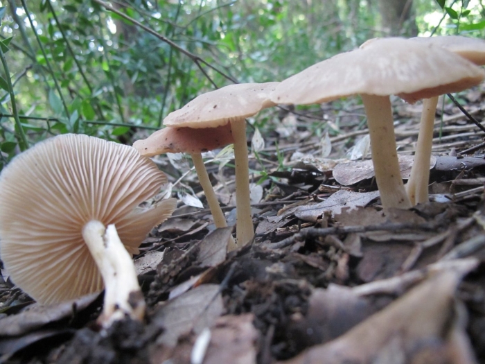 Опенок луговой marasmius oreades