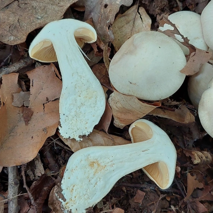 Говорушка подогнутая infundibulicybe geotropa