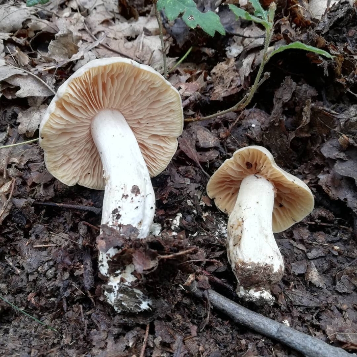 Гебелома клейкая валуй ложный