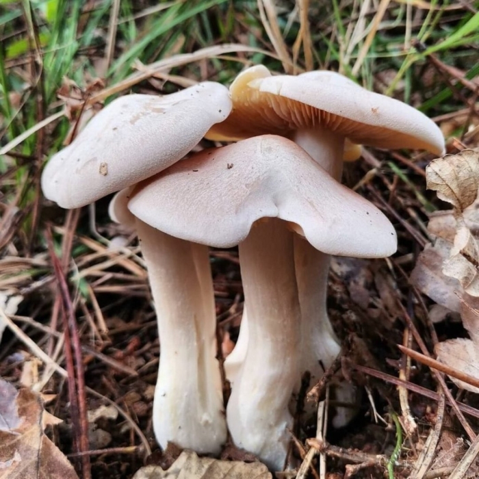 Энтолома гриб