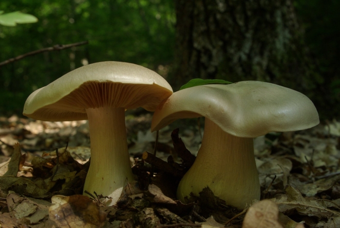 Энтолома ядовитая