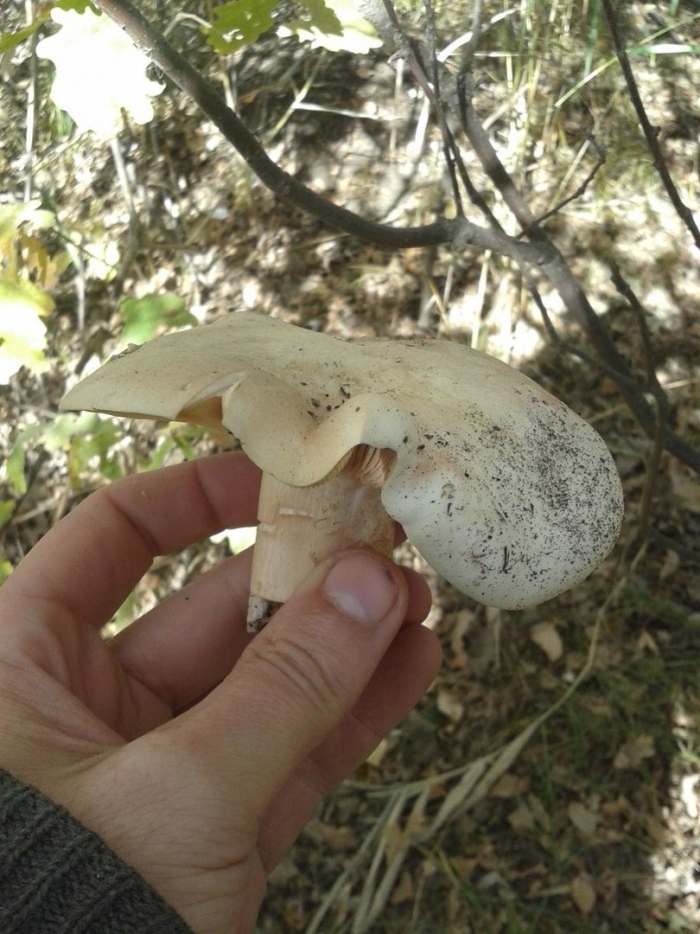 Энтолома гриб поганка