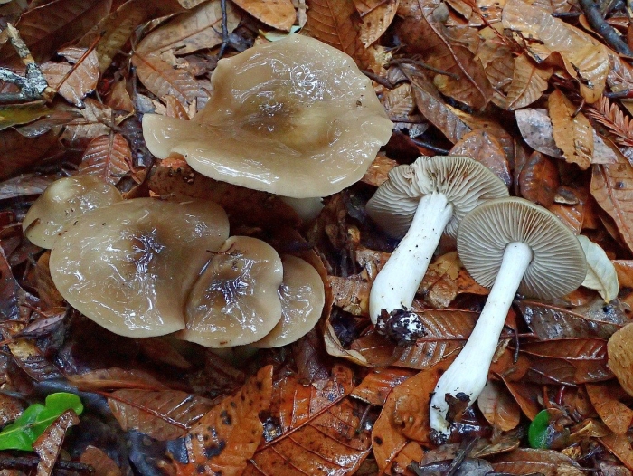 Дымчатая говорушка clitocybe nebularis
