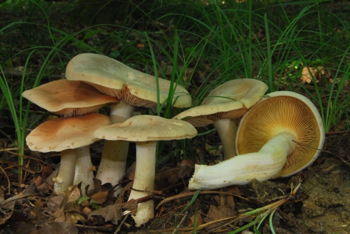 Энтолома ядовитая