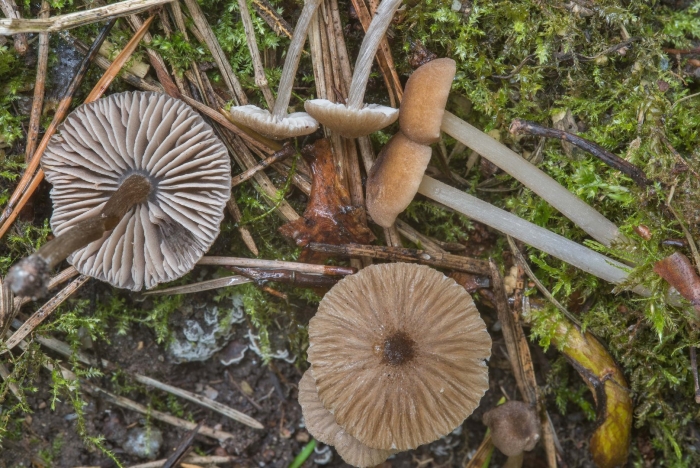 Энтолома садовая гриб