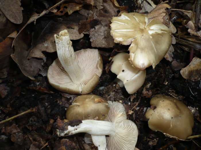 Рядовка мыльная tricholoma saponaceum