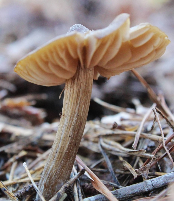 Rhodocybe nitellina