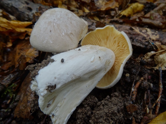 Рядовка голубиная tricholoma columbetta