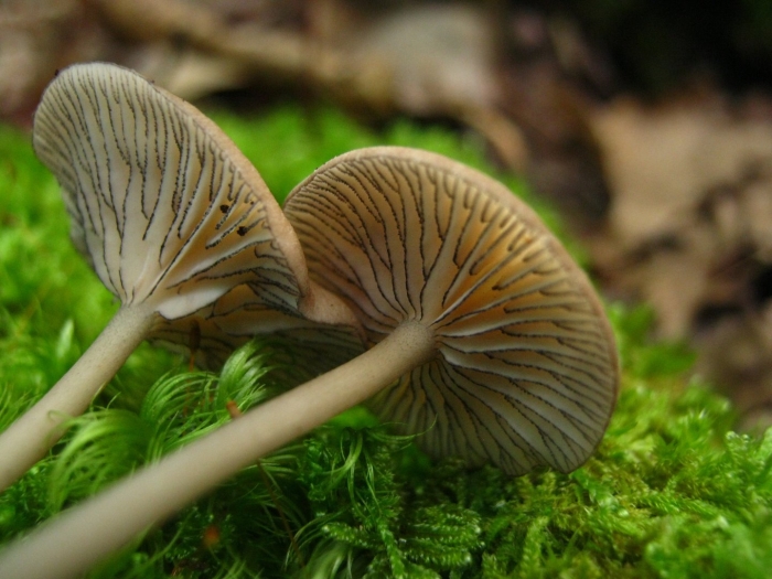 Pseudoclitocybe expallens