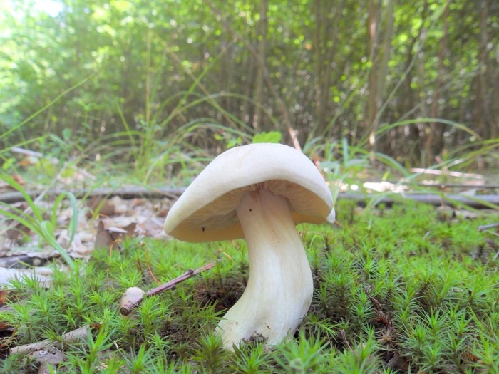 Гриб энтолома ядовитая