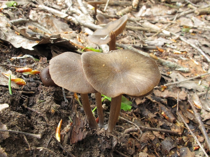 Энтолома весенняя