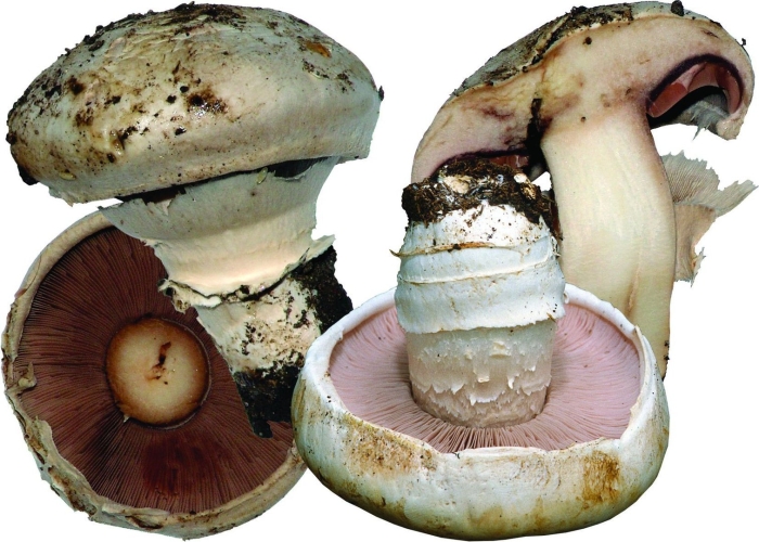 Агарикус гриб шампиньон