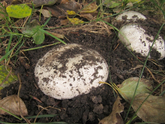 Шампиньон двукольцевой