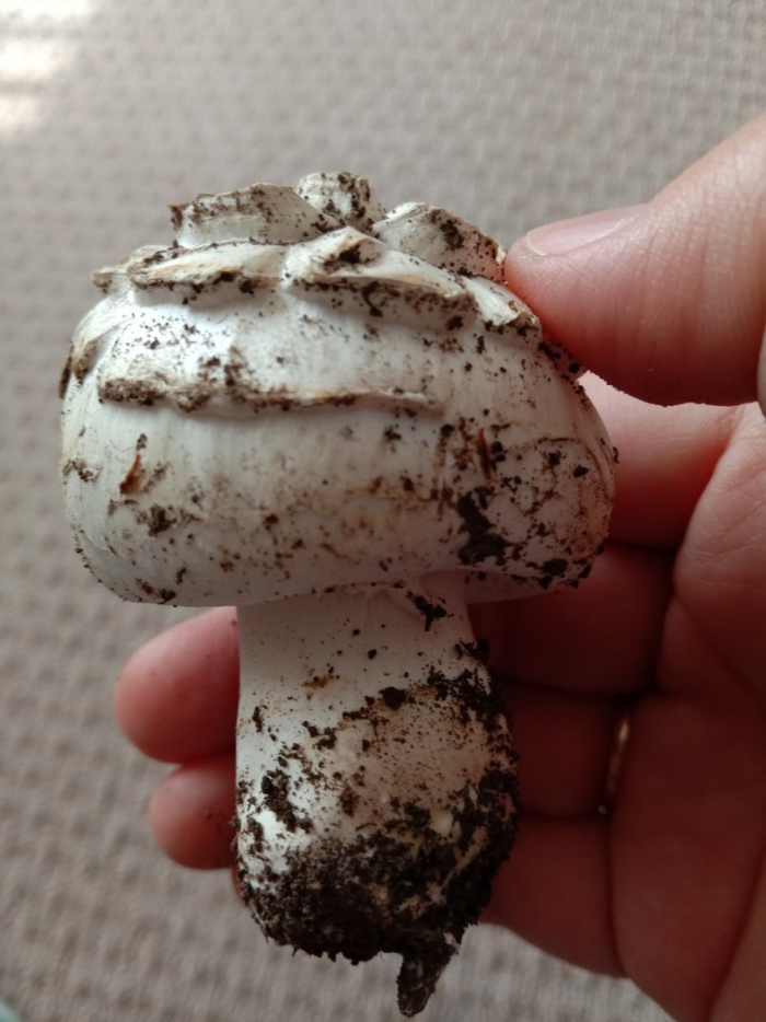 Шампиньон таблитчатый agaricus